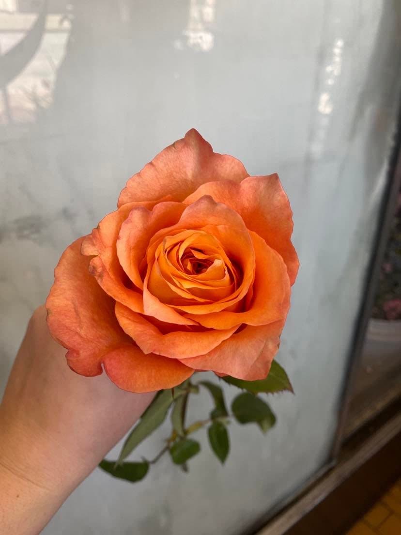 Free Spirit Rose